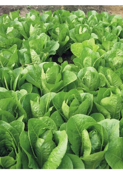 Paris Island Marul Tohumu(1 Gram)