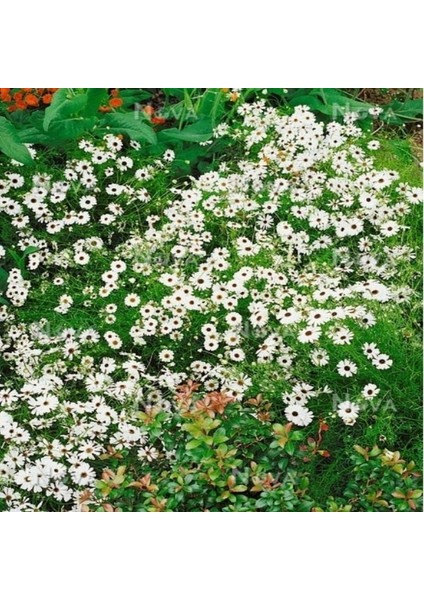 White Splendour Brachycome Çiçeği Tohumu (200 Tohum)