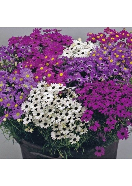 White Splendour Brachycome Çiçeği Tohumu (200 Tohum) modelleri