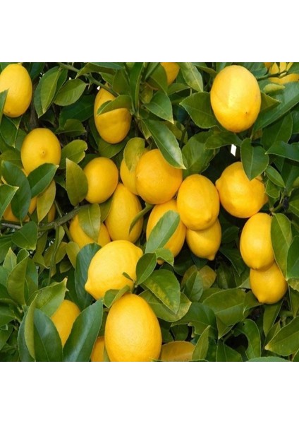 Yediveren Limon Tohumu (5 Tohum) fiyatları