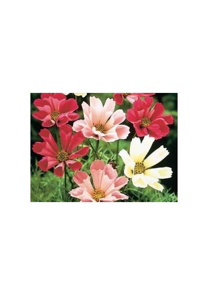 Kozmos(Cosmos) Denizi Kabukları Çiçeği Tohumu(30 Tohum)