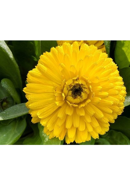 Bon Bon Sarısı Aynısafa Çiçeği Tohumu(50 Tohum)