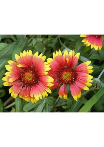 Indian Blanket Gaillardia Gayret Çiçeği Tohumu(30 Adet)