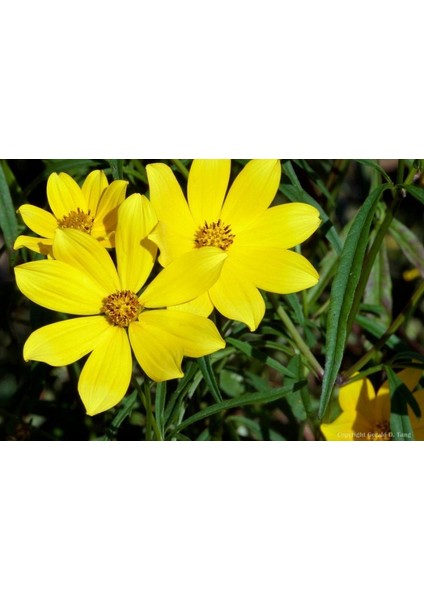 Nadir Uzun Boylu Sarı Kadifeçiçeği Tohumu(50 Tohum)