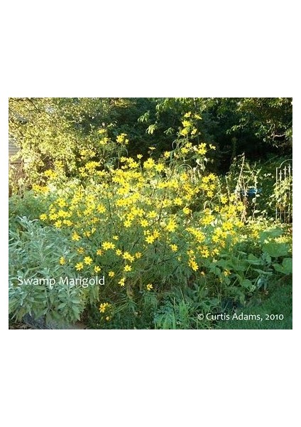 Swamp Marigold Kadife Çiçeği Tohumu(50 Tohum)