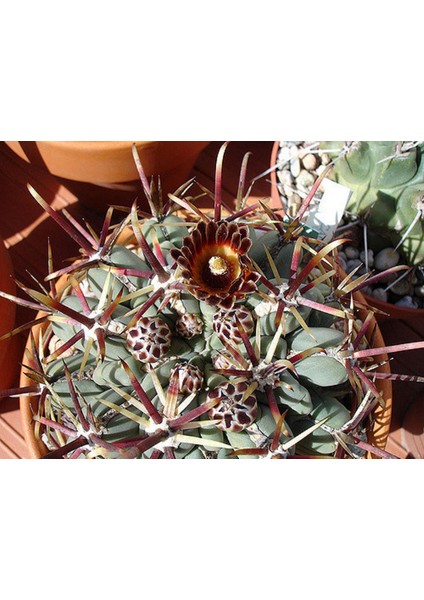 Glandulıcactus Mathssoni Kaktüs Çiçeği Tohumu (5 Tohum)