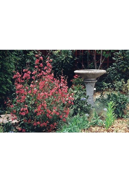 Çingene Rüya Klarkiya Çiçeği TOHUMU(100 Tohum)