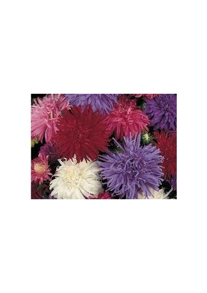Karışık Renkli Crego Aster Çiçeği TOHUMU(100 Tohum)