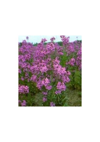 Lila Renkli Frenk Menekşesi TOHUMU(100 Adet)