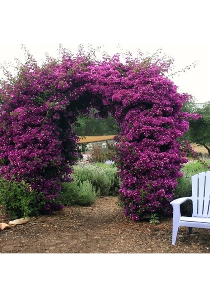 Mor Begonvil Tohumu (5 Tohum)