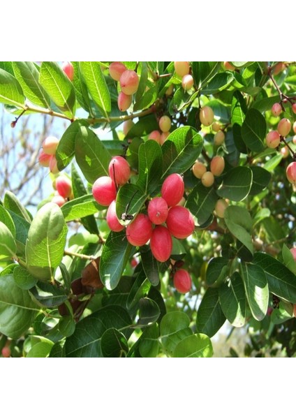 Natal Eriği Tohumu (3 Tohum)