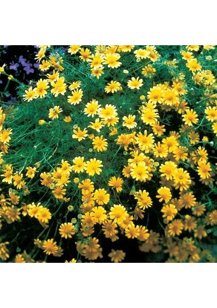 Dahlberg Papatya Çiçeği TOHUMU(100 Tohum)