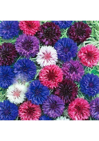 Mavi Katmerli Kantaron Çiçeği Tohumu (50 Tohum)