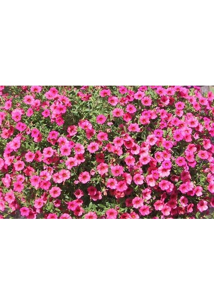 Pembe Bodur Petunya Çiçeği Tohumu (300 Tohum)