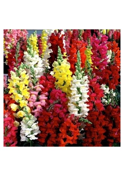 Karışık Aslan Ağzı Çiçeği (Snapdragon Rainbow Mixed) Tohumu (750 Tohum)