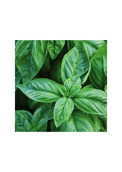 Geniş Yapraklı Italyan Fesleğen Tohumu (1 Kg)