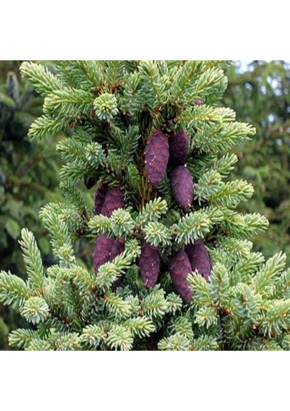 Picea Likiangensis Çin Ladini Tohumu (10 Tohum)