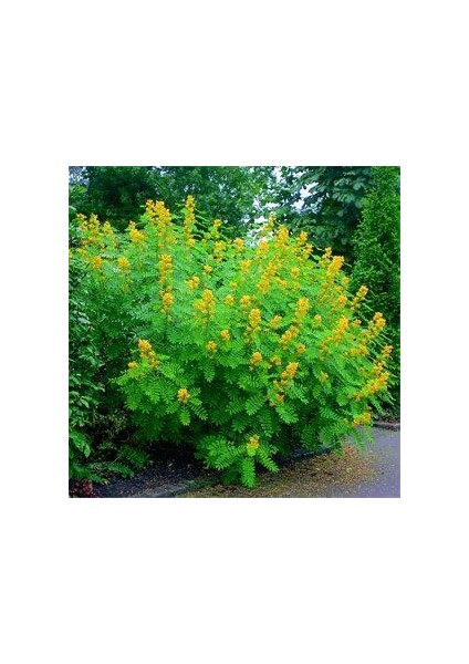 Nadir Senna Hebecarpa Çiçeği Tohumu(25 Tohum) fiyatları