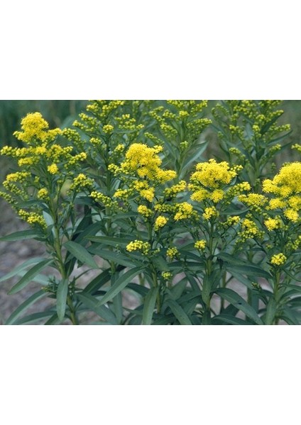 Stiff Goldenrod Çiçeği TOHUMU(100 Tohum)