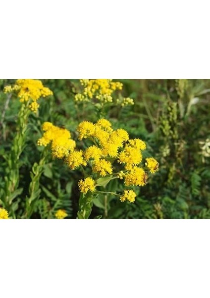 Stiff Goldenrod Çiçeği TOHUMU(100 Tohum) fiyatları