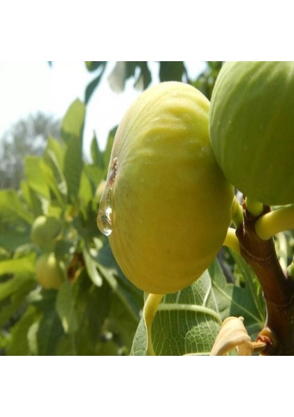 Beyaz Sofralık Iri Meyvelli Ballı Incir Tohumu (5 Tohum)