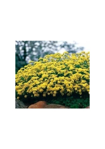 Altın Topu Alisyum Çiçeği Tohumu(50 Tohum)