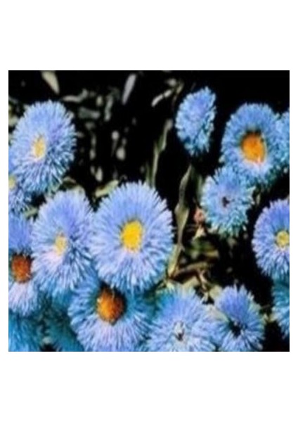 Clear Blue Erigeron Çiçeği Tohumu(50 Tohum)