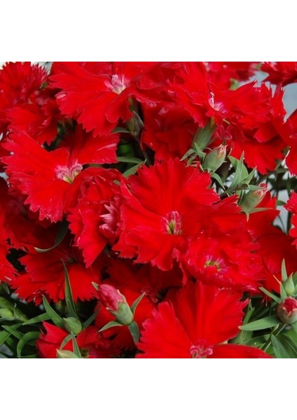 Dianthus Heddewigii Bravo Karanfil Çiçeği Tohumu (100 Adet)