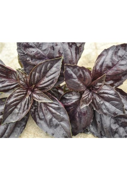 Red Freddy Kırmızı Tatlı Fesleğen TOHUMU(100 Tohum)