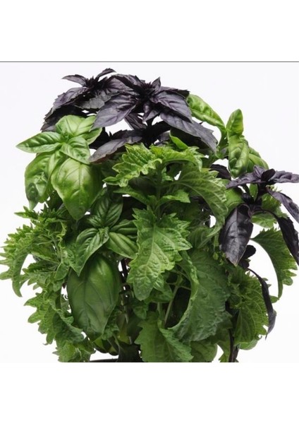 Red Freddy Kırmızı Tatlı Fesleğen TOHUMU(100 Tohum) fiyatları