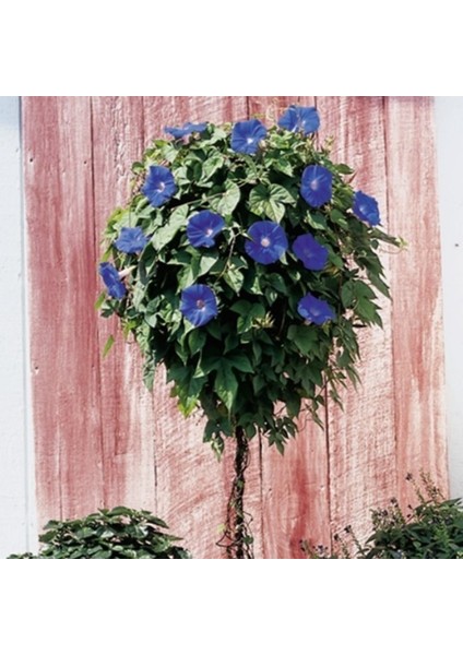 Crimson Rambler Gündüz Sefası Çiçeği Tohumu(10 Tohum) fiyatları