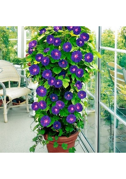 Crimson Rambler Gündüz Sefası Çiçeği Tohumu(10 Tohum) modelleri