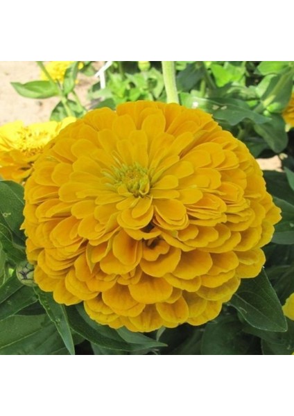 Super Yoga Elegans Golden Yellow Zinya Çiçeği Tohumu(40 Tohum)