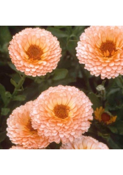 Katmerli Pink Suprise Aynısafa Çiçeği(50 Tohum)