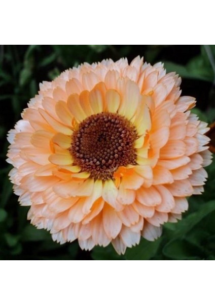 Katmerli Pink Suprise Aynısafa Çiçeği(50 Tohum) fiyatları