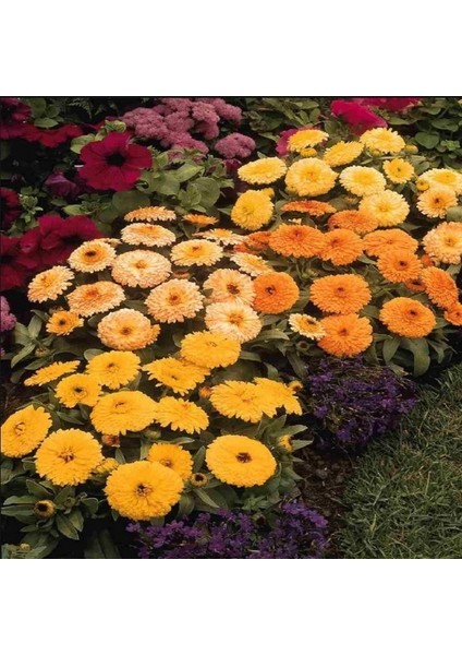 Katmerli Pink Suprise Aynısafa Çiçeği(50 Tohum) modelleri