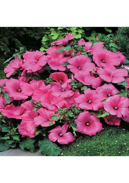 Lavatera Trimestris Regis Pembe Pamuk Çiçeği Tohumu (50 Tohum)