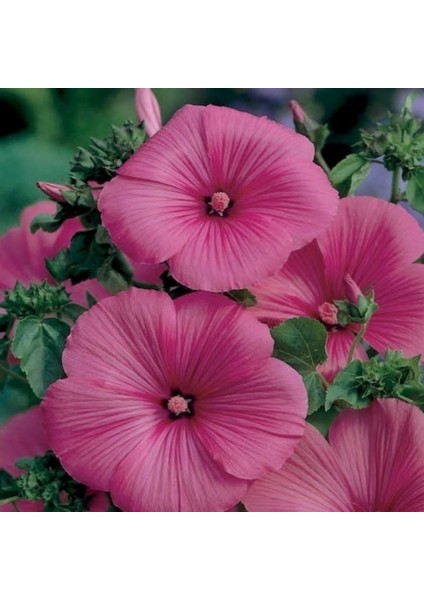 Lavatera Trimestris Regis Carmine Pamuk Çiçeği Tohumu(50 Tohum)