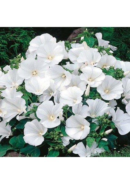 Lavatera Trimestris Regis Pure White Pamuk Çiçeği Tohumu(50 Tohum)