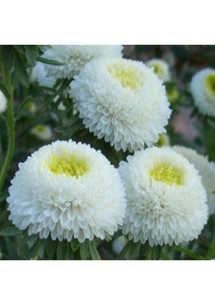 Pompon White Aster Çiçeği Tohumu(50 Tohum)