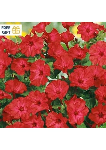 Bright Red Akşam Sefası Çiçeği Tohumu(20 Tohum)