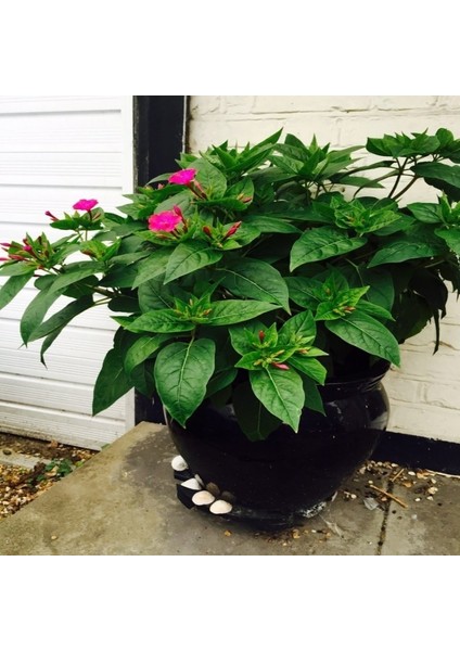 Bright Red Akşam Sefası Çiçeği Tohumu(20 Tohum) modelleri