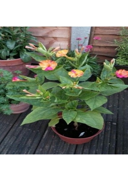 Bright Red Akşam Sefası Çiçeği Tohumu(20 Tohum) fırsatları