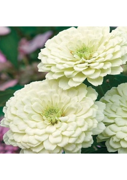 Super Yoga White Zinya Çiçeği Tohumu(40 Tohum)