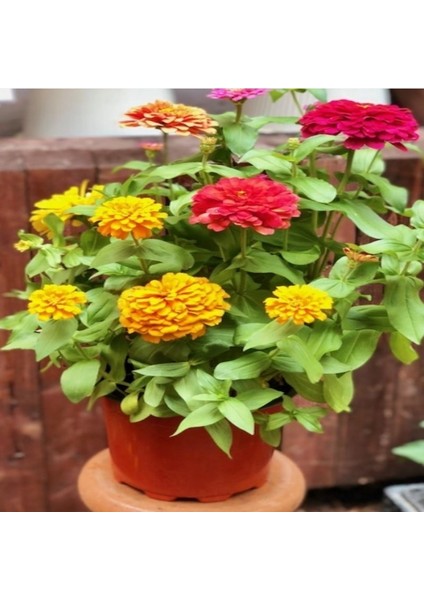 Super Yoga White Zinya Çiçeği Tohumu(40 Tohum) fırsatları