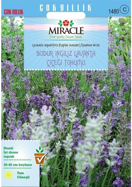 Miracle Munstead Strain Bodur Ingiliz Lavanta Çiçeği Tohumu (95 Tohum)