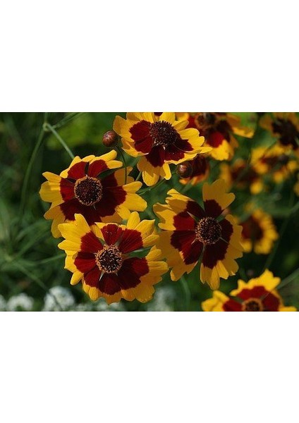 Bodur Kız Gözü Coreopsis Çiçeği TOHUMU(100 Tohum)