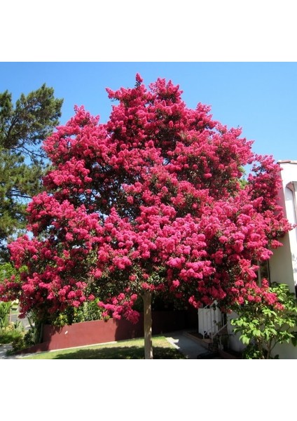 Pembe Renkli Oya Ağacı Tohumu (5 Tohum)