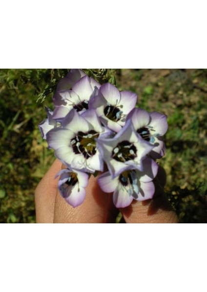 Üç Renkli Kuş Gözü Gilia (Gilya) Çiçeği TOHUMU(100 Tohum)