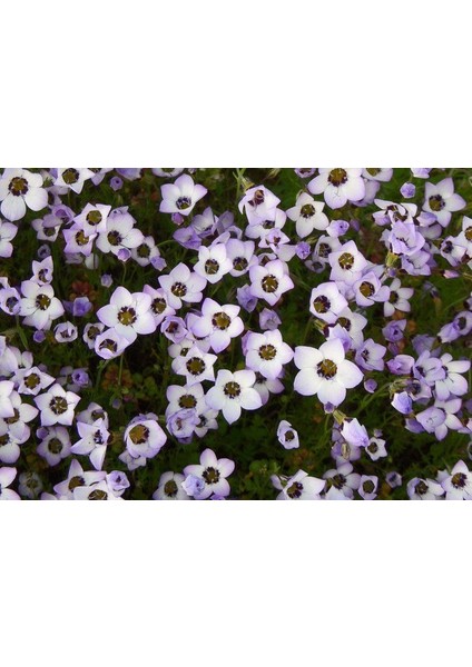 Üç Renkli Kuş Gözü Gilia (Gilya) Çiçeği TOHUMU(100 Tohum) fiyatları